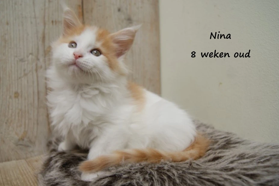 Nina